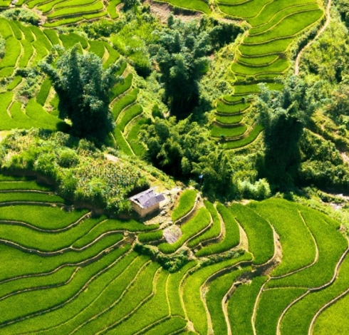 Admiring the Terraced Fields of Northwest Vietnam