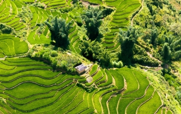 Admiring the Terraced Fields of Northwest Vietnam