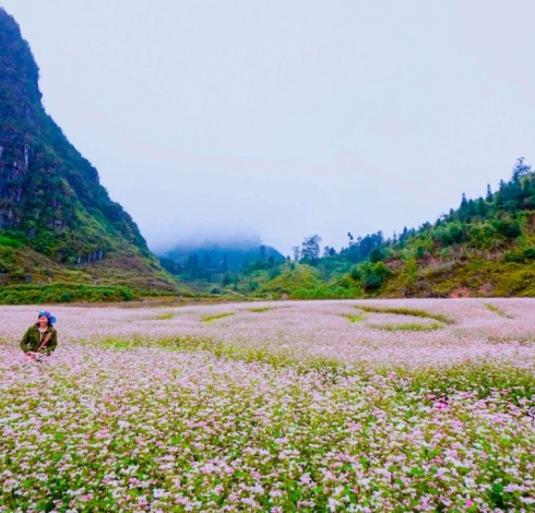 Bỏ Túi Kinh Nghiệm Ngắm Hoa Tam Giác Mạch Tại Hà Giang