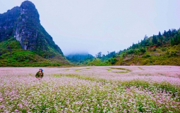 Bỏ Túi Kinh Nghiệm Ngắm Hoa Tam Giác Mạch Tại Hà Giang