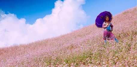 Admiring the buckwheat flower fields is one of the most enchanting experiences you shouldn’t miss when visiting Ha Giang Plateau every autumn. During this time, the vast valleys burst into vibrant sha