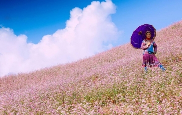 Admiring the buckwheat flower fields is one of the most enchanting experiences you shouldn’t miss when visiting Ha Giang Plateau every autumn. During this time, the vast valleys burst into vibrant sha