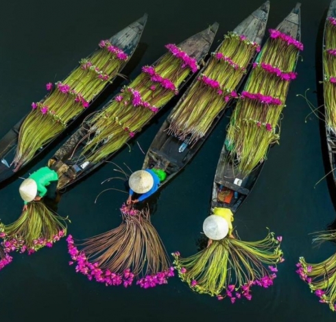 Mùa Hoa Súng Tây Ninh - Chiêm Ngưỡng Cảnh Đẹp Động Lòng