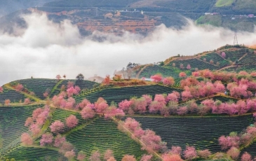 Khám Phá Đồi Chè Ô Long - Ngắm Hoa Mai Anh Đào Nở Rộ