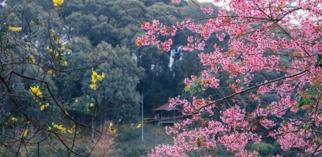 Lễ Hội Hoa Anh Đào Măng Đen - Điểm Nhấn Trong Dịp Năm Mới 2026