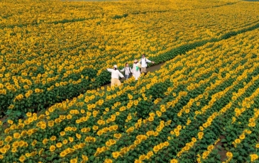 Cánh Đồng Hoa Hướng Dương Tại Nghệ An Điểm Check-In Tuyệt Đẹp