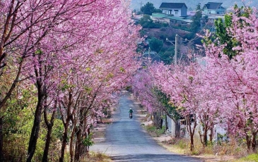 Top 7 Điểm Ngắm Hoa Mai Anh Đào Tại Đà Lạt Đẹp Nhất 2026