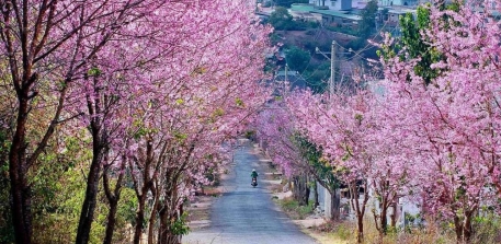 Điểm ngắm hoa mai anh đào tại Đà Lạt