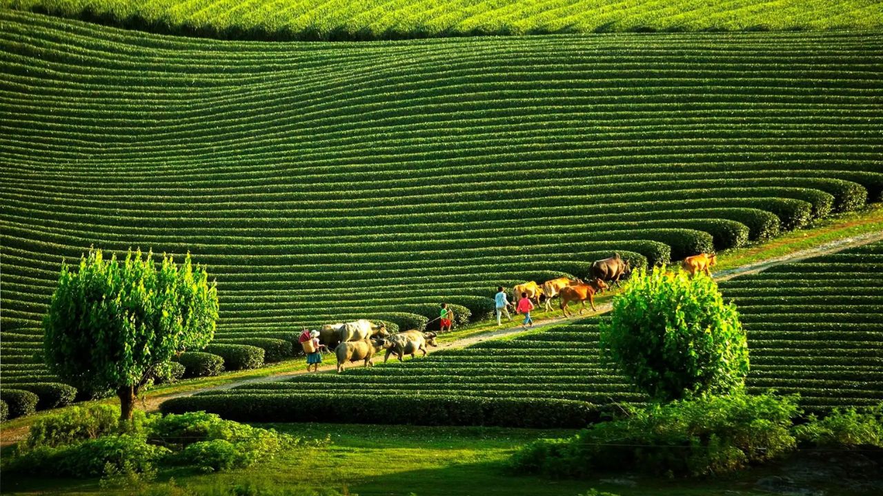 Attractive destination Moc Chau Heart-Shaped Tea Hill