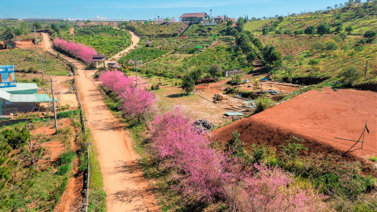 Các hoạt động trong lễ hội hoa anh đào Măng Đen