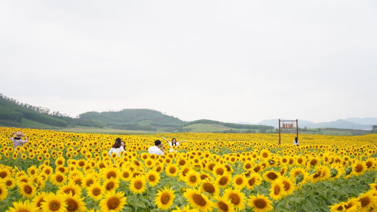 Chụp ảnh tại cánh đồng hoa hướng dương tại Nghệ An