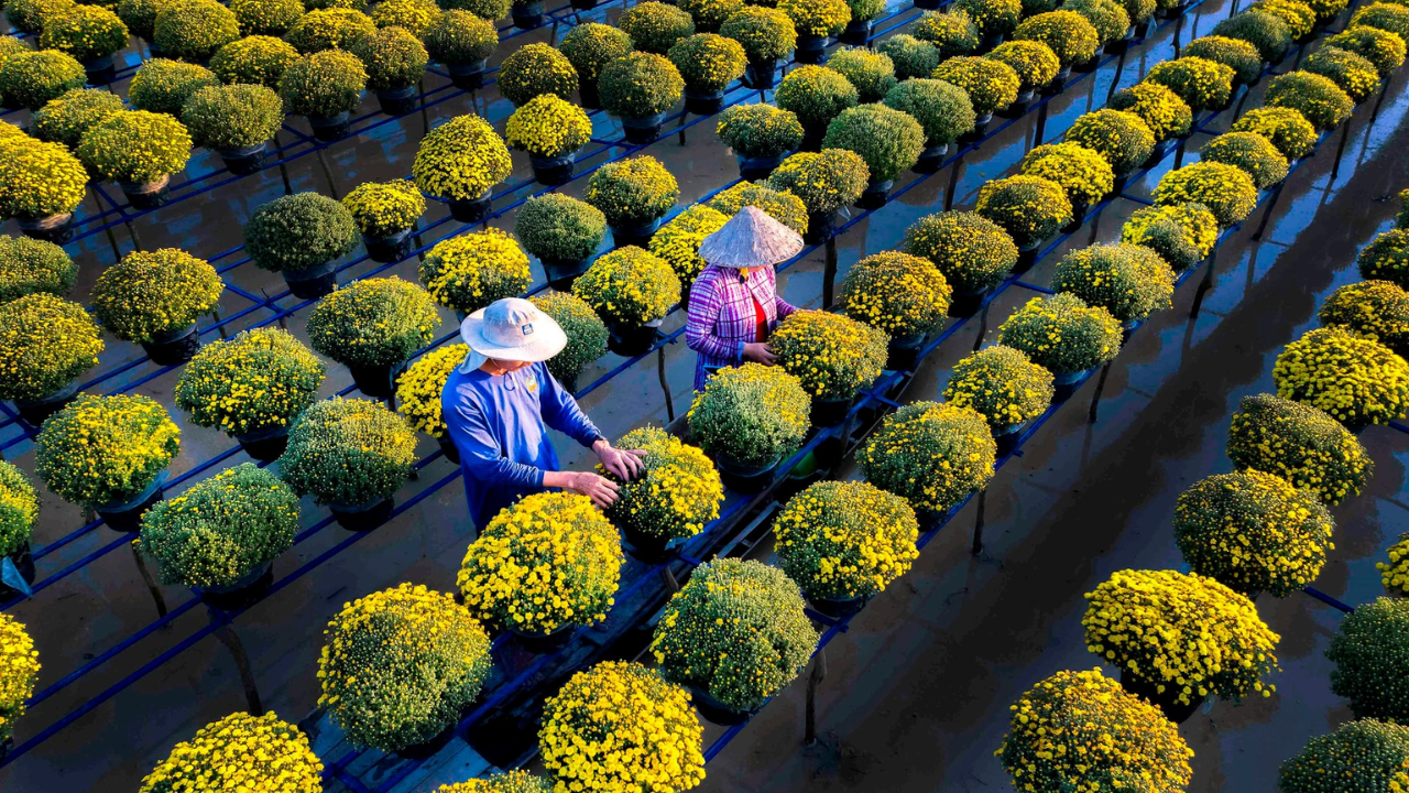 Sa Dec Flower Village