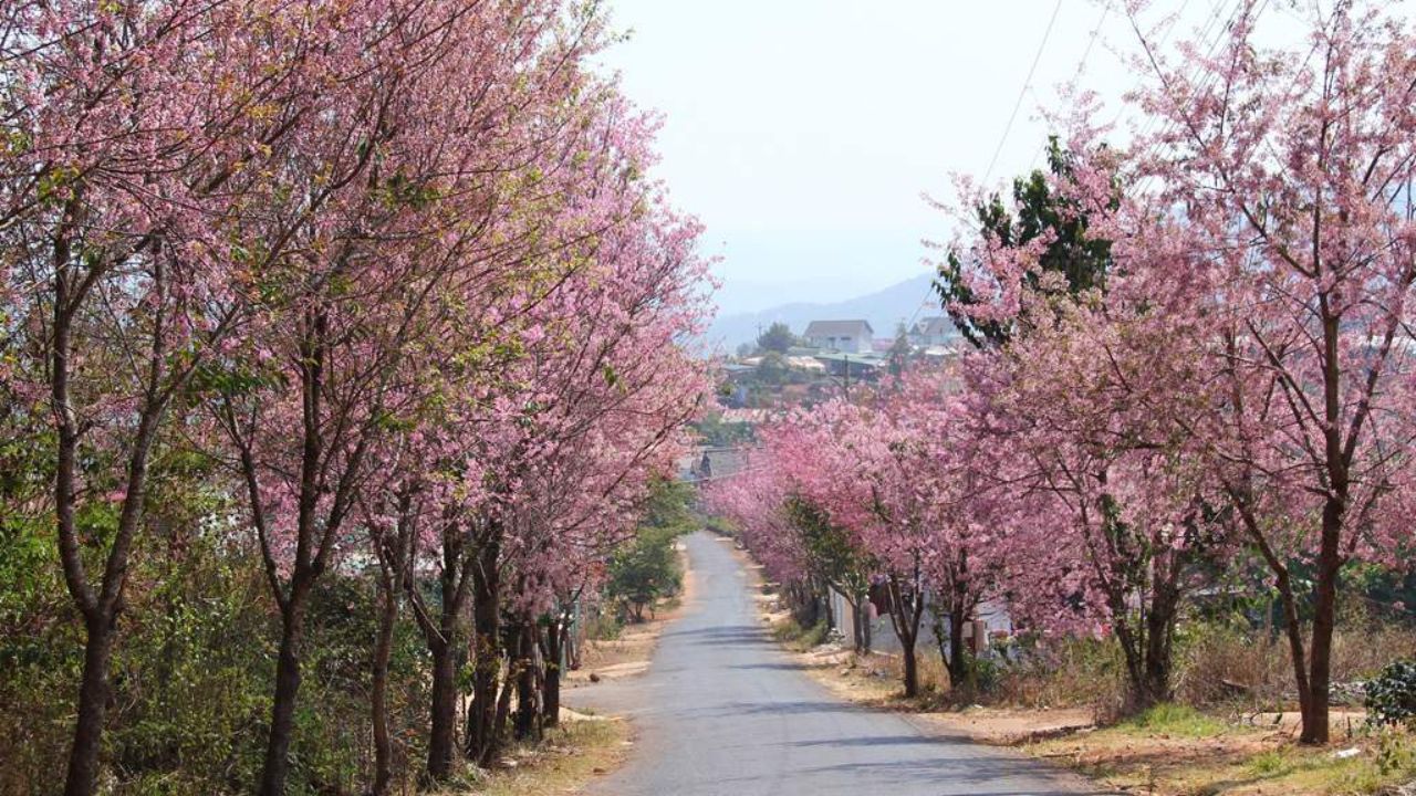 Dốc Đa Quý - Điểm ngắm hoa mai anh đào tại Đà Lạt đẹp nhất