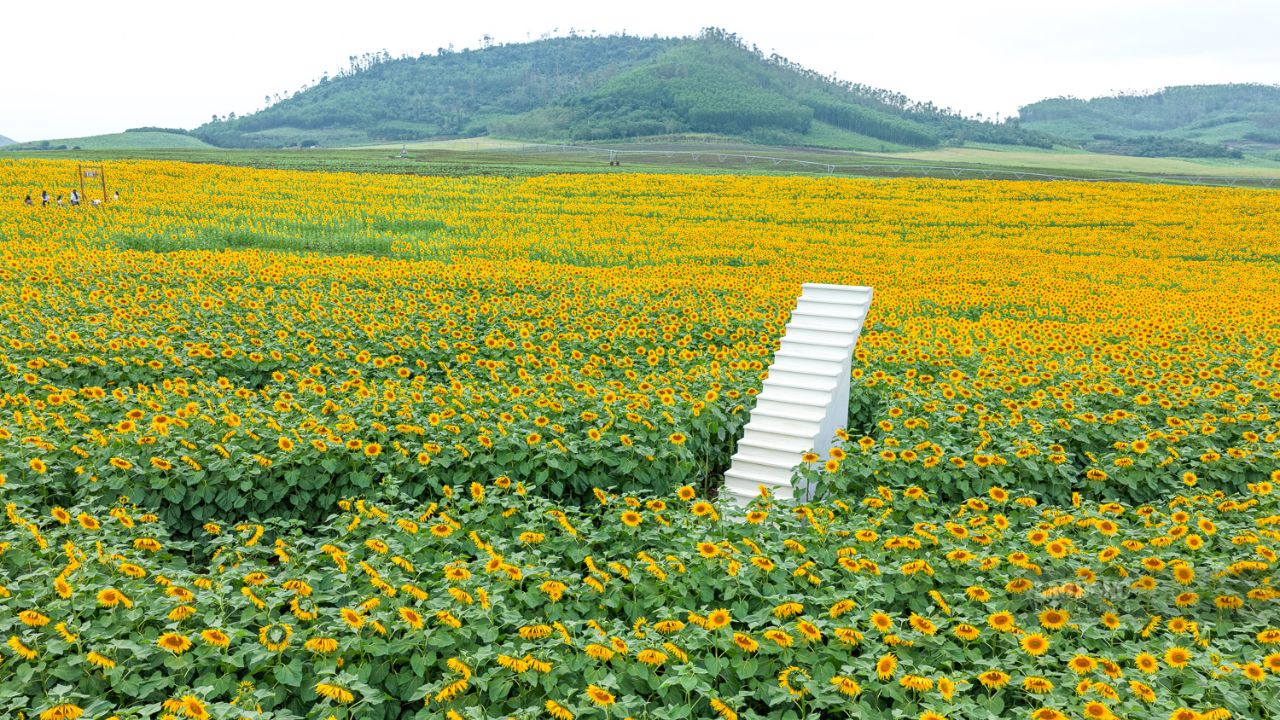 Đôi nét về cánh đồng hoa hướng dương tại Nghệ An