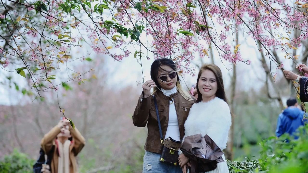 Introduction to Cherry Blossom Festival 2026 in Da Lat