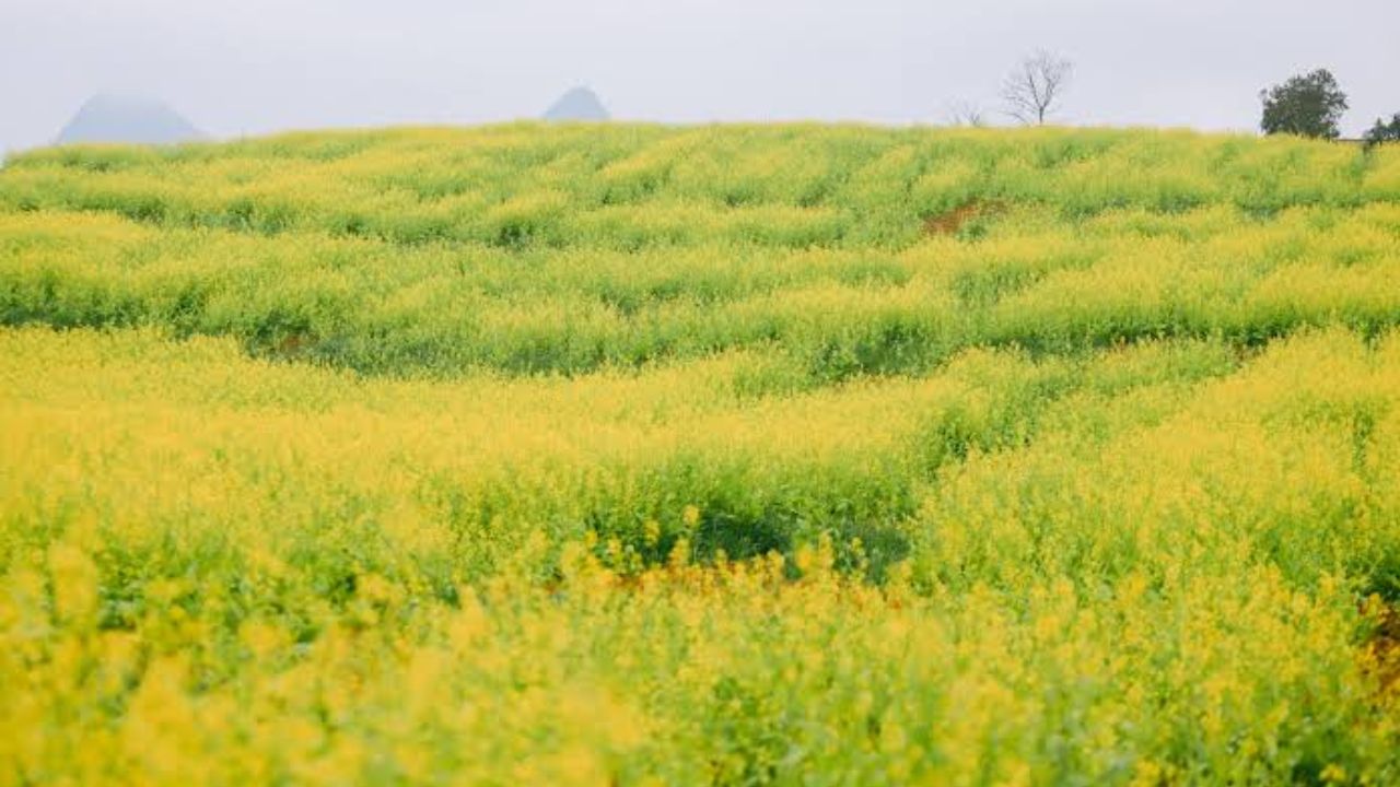 Late November is when The season of yellow mustard flowers blooms vibrantly in Moc Chau