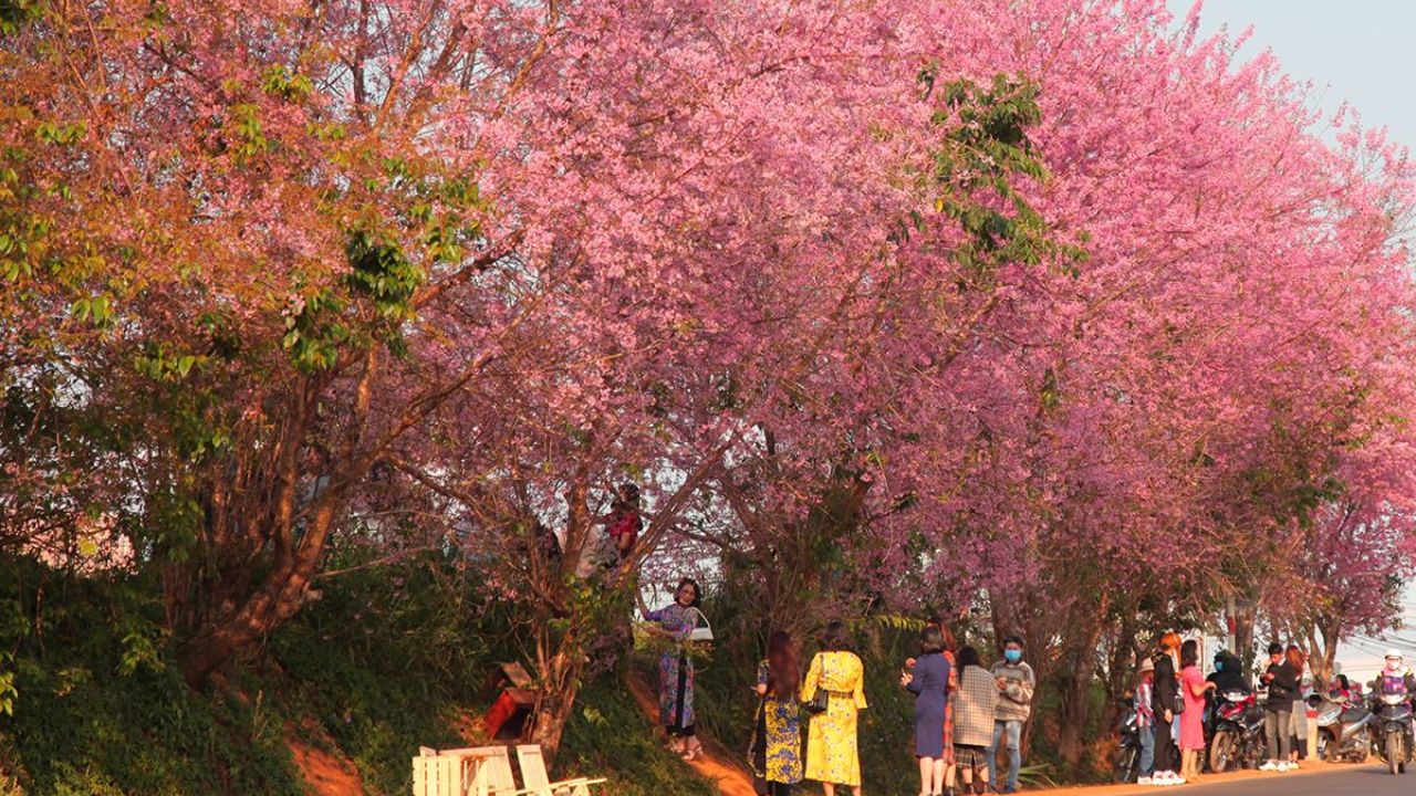 Ngắm hoa mai anh đào tại đường Trần Hưng Đạo