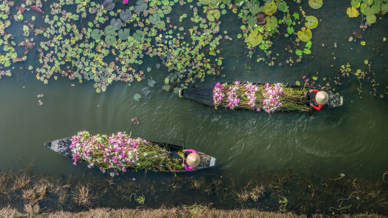 Những địa điểm ngắm mùa hoa Súng Tây Ninh