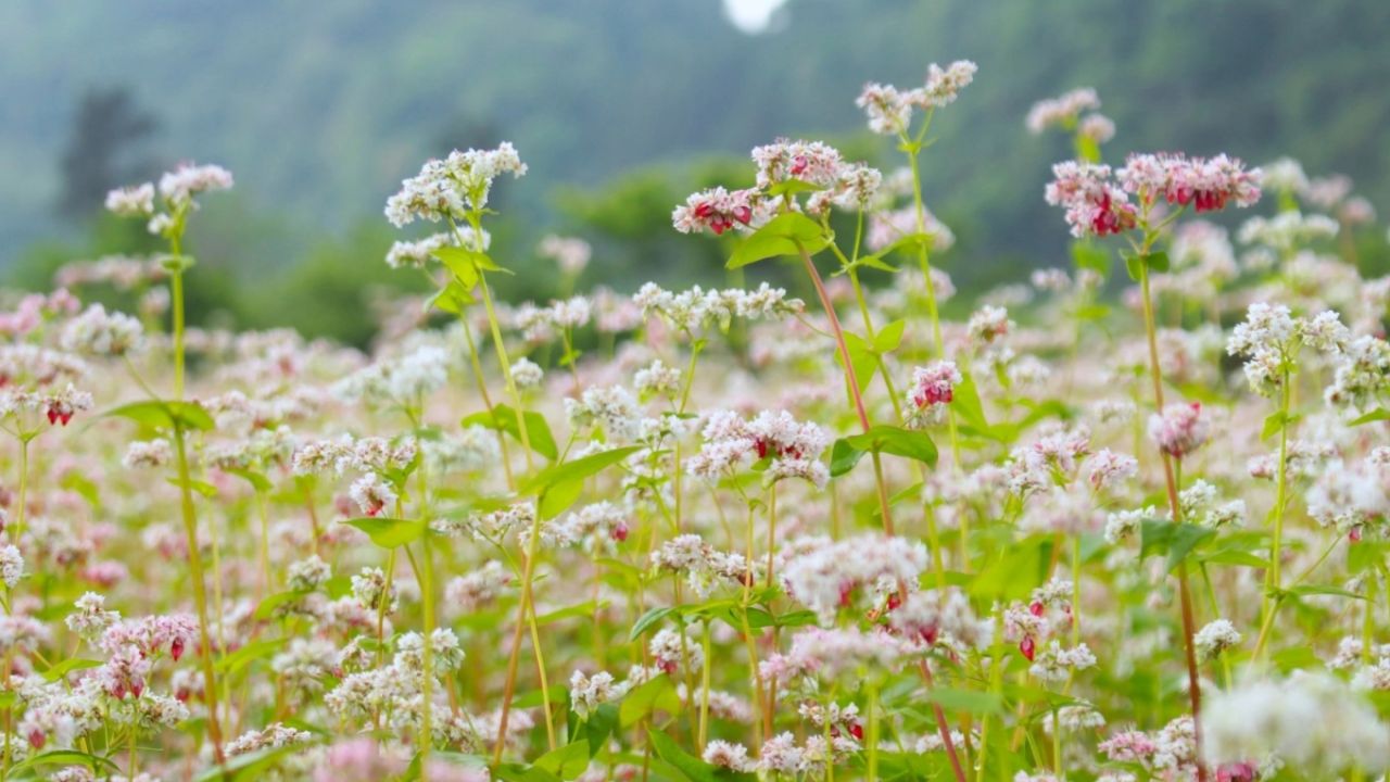 Nine-Turn Pass is the most beautiful route to see buckwheat flowers