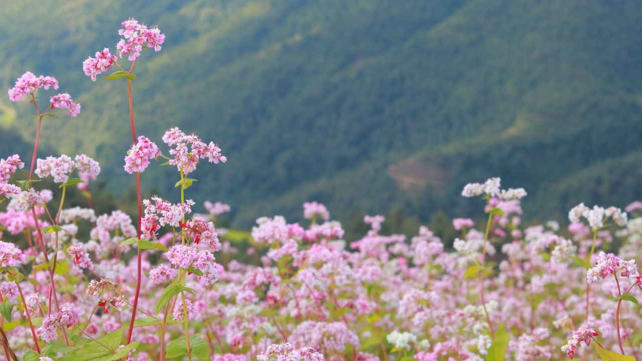 Thời điểm lý tưởng để đi ngắm hoa Tam Giác Mạch