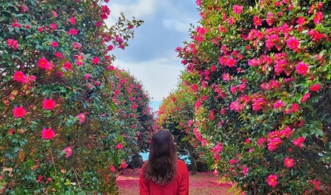 Tour-Korea-Phuminhquangtravel